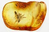 Two Detailed Fossil Ants (Dolichoderinae) In Baltic Amber #346385-1